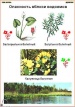 Ядовитые растения (пленки)