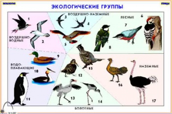 Зоология. Птицы (12 пленок)