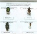 Коллекция "Приспособительные изменения в конечностях насекомых"